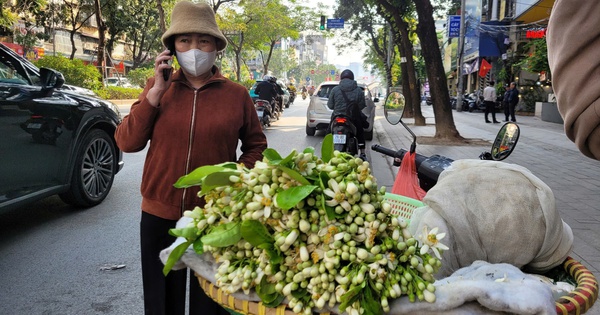 chan-dao-quat,-nguoi-ha-noi-san-lung-loai-hoa-co-huong-thom-quyen-ru-gia-gan-nua-trieu-dong/kg-ve-choi-sau-tet